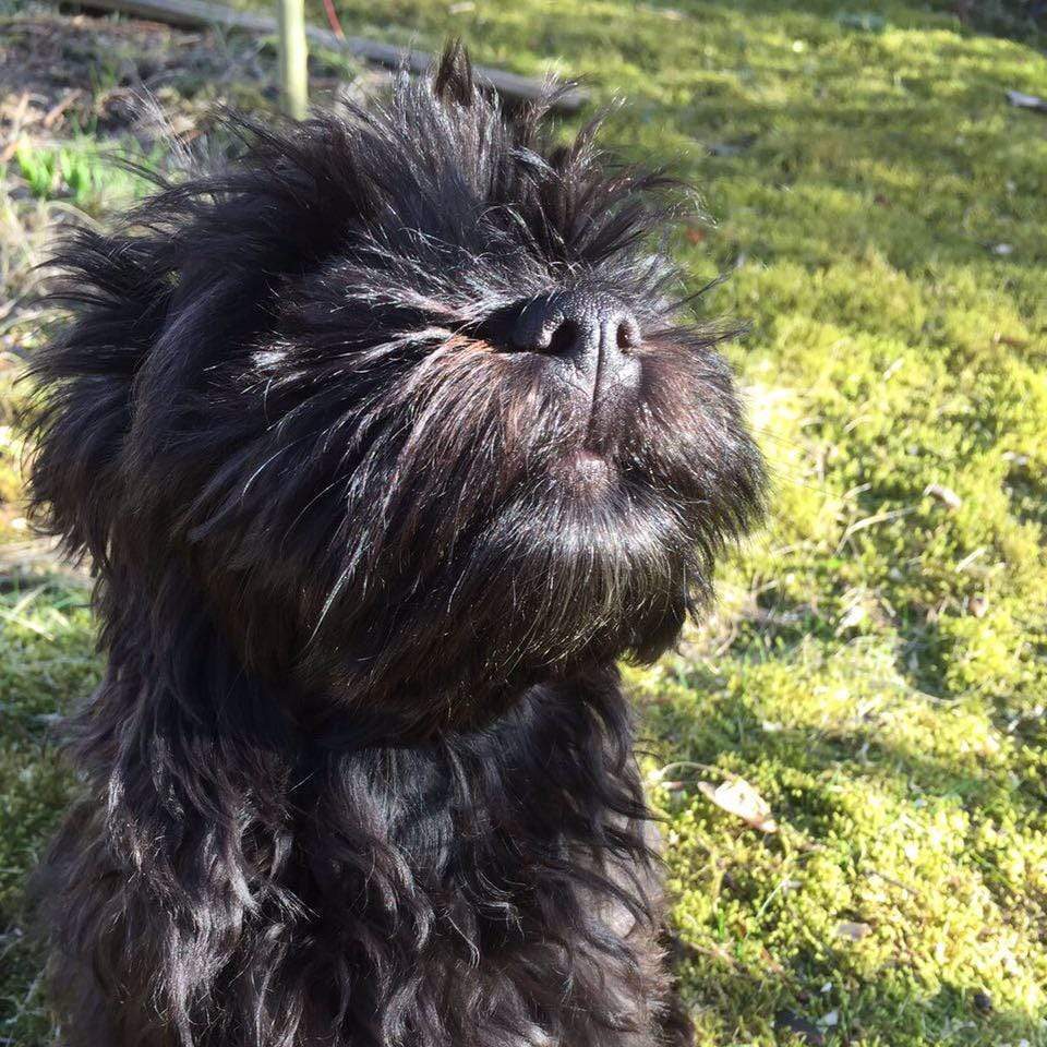 Unser Havaneser Welpe "Bohne" - der perfekte Familienhund für Allergiker