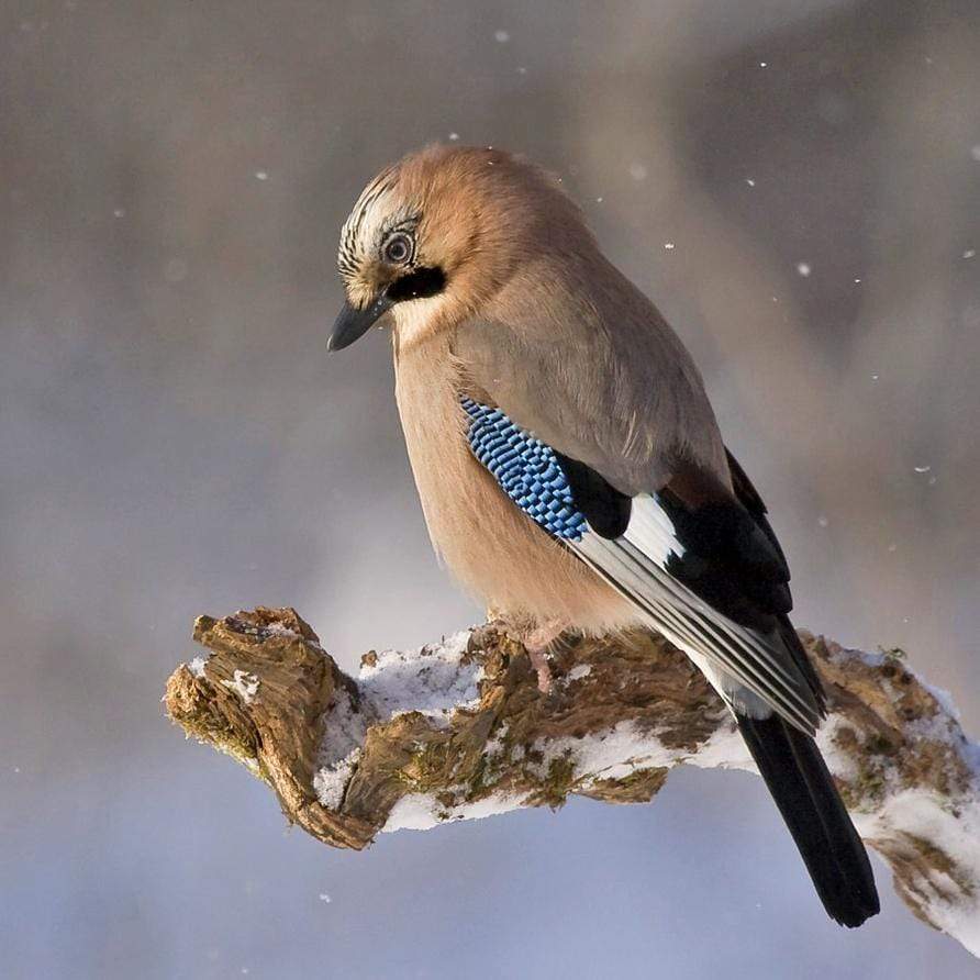 So hilfst du den Tieren im Winter! - 7 Tipps für Siebenschläfer und Co.