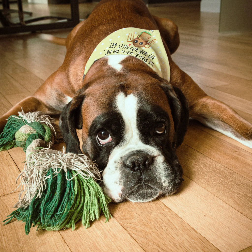 Dog neckerchief Spider Agathe Sandwich Halstuch Für Kleine Hunde, Hundehalstuch Aus Baumwolle, Halstuch Hund, Hundehalstuch, Haustierhalstuch, Hundetuch Klassisch, Halstuch Für Große Hunde, Hundehalstuch Designer, Hunde-Bandana, Bandana Für Kleine Rassen, Hundehalstuch Waschbar, Hundehalsbändchentuch, Halstuch Für Welpen, Hundebandana, Bandana Für Große Rassen, Hunde-Kopftuch (Varianten), Hundeschal Modern, Hundehalstuch Aus Polyester, Halstuch Für Hunde, Hundetuch, Hunde-Neckerchief, Schal Für Hunde, Bandana Für Hunde, Tuch Für Hundehals, Bandana Für Welpen, Halsbandtuch Für Hunde, Hundetuch Mit Muster, Hundehalstuch Für Spaziergang., Hundehalstuch Geschenkidee, Hundehalstuch Witterungsbeständig, Hundeaccessoire Tuch, Hundeschal Bandana, Hundeschal, Spinne Agathe, Spinne, Agathe, Videos, Merchandise, Verfressen, Alles wird gut, Lebensfreude, Hunger, Hungrig, Glück, Mut