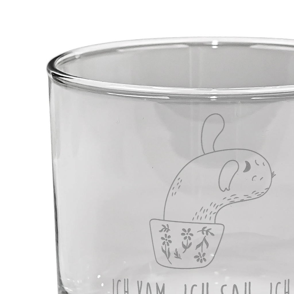 Whiskey Glass cactus mummy cactus, cactuses, plants, cactus plant, small green cactus, quota, office life, annoyance, cacti, office, motivation, school, cactus love