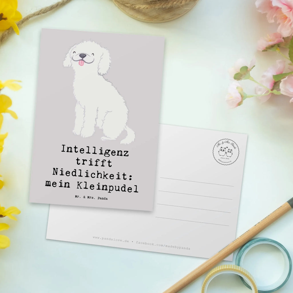 Postcard Intelligenz trifft Niedlichkeit: mein Kleinpudel Einladung Geburtstag, Geschenkkarte, Geburtstagskarte, Einladungskarte, Ansichtskarte, Einladungskarten Geburtstag, Karte, Ansichtskarten, Postkarte, Einladung, Grußkarte, Dankeskarte, Hund, Hunderasse, Rassehund, Hundebesitzer, Geschenk, Tierfreund, Schenken, Welpe