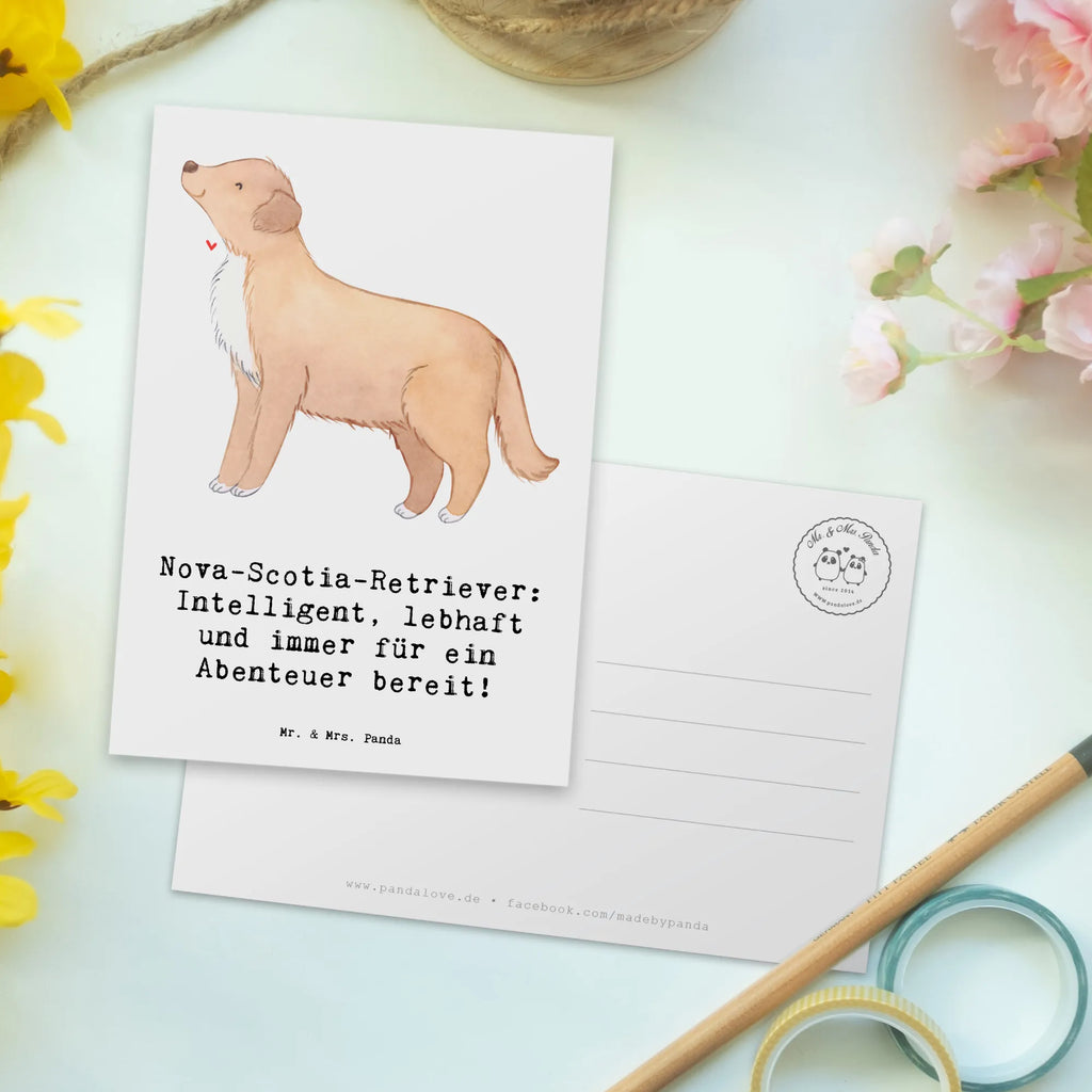 Postkarte Nova Scotia Duck Karte, Grußkarte, Ansichtskarte, Postkarte, Geschenkkarte, Einladungskarten Geburtstag, Ansichtskarten, Geburtstagskarte, Einladungskarte, Dankeskarte, Einladung, Einladung Geburtstag, Hund, Hunderasse, Rassehund, Hundebesitzer, Geschenk, Tierfreund, Schenken, Welpe