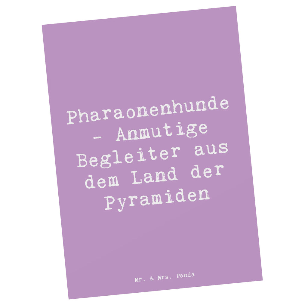 Postcard Saying Pharaonenhunde - Anmutige Begleiter aus dem Land der Pyramiden Ansichtskarte, Einladungskarten Geburtstag, Geschenkkarte, Dankeskarte, Geburtstagskarte, Ansichtskarten, Karte, Einladungskarte, Grußkarte, Postkarte, Einladung, Einladung Geburtstag, Hund, Hunderasse, Rassehund, Hundebesitzer, Geschenk, Tierfreund, Schenken, Welpe