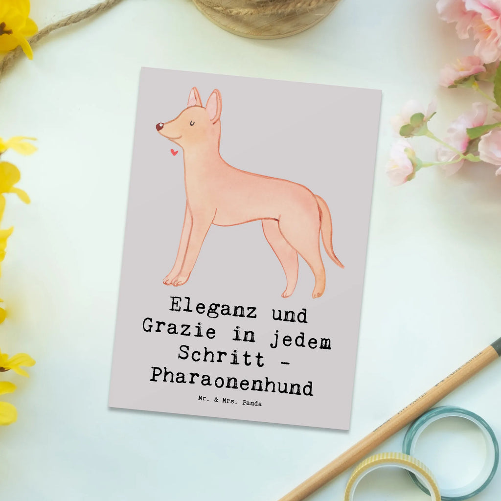Postcard Eleganz und Grazie in jedem Schritt - Pharaonenhund Postkarte, Grußkarte, Geschenkkarte, Ansichtskarten, Dankeskarte, Einladungskarten Geburtstag, Ansichtskarte, Geburtstagskarte, Einladung, Karte, Einladung Geburtstag, Einladungskarte, Hund, Hunderasse, Rassehund, Hundebesitzer, Geschenk, Tierfreund, Schenken, Welpe