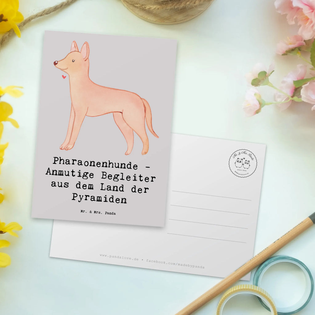 Postcard Pharaonenhunde - Anmutige Begleiter aus dem Land der Pyramiden Geburtstagskarte, Ansichtskarten, Einladung Geburtstag, Karte, Dankeskarte, Einladung, Geschenkkarte, Ansichtskarte, Postkarte, Grußkarte, Einladungskarten Geburtstag, Einladungskarte, Hund, Hunderasse, Rassehund, Hundebesitzer, Geschenk, Tierfreund, Schenken, Welpe