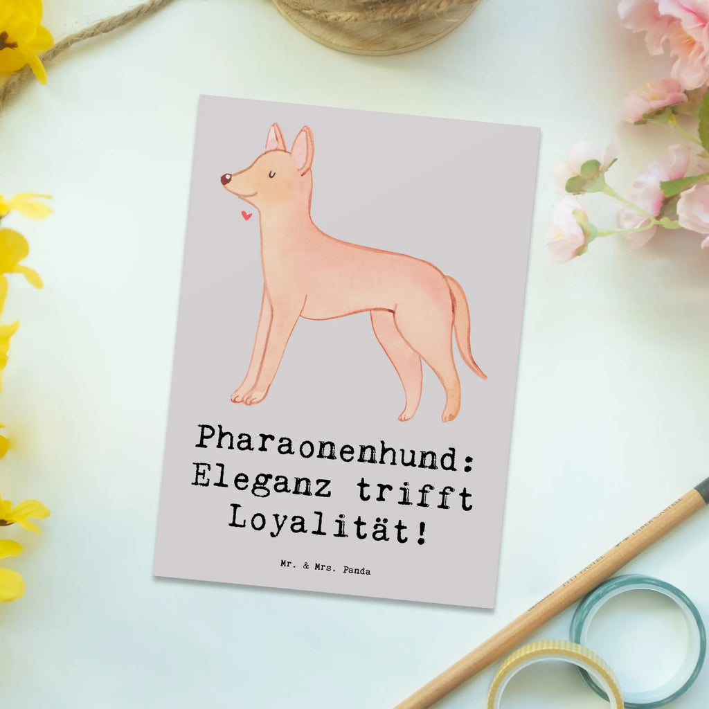 Postcard Pharaonenhund: Eleganz trifft Loyalität! Karte, Ansichtskarte, Geburtstagskarte, Grußkarte, Geschenkkarte, Postkarte, Dankeskarte, Ansichtskarten, Einladungskarten Geburtstag, Einladung, Einladung Geburtstag, Einladungskarte, Hund, Hunderasse, Rassehund, Hundebesitzer, Geschenk, Tierfreund, Schenken, Welpe