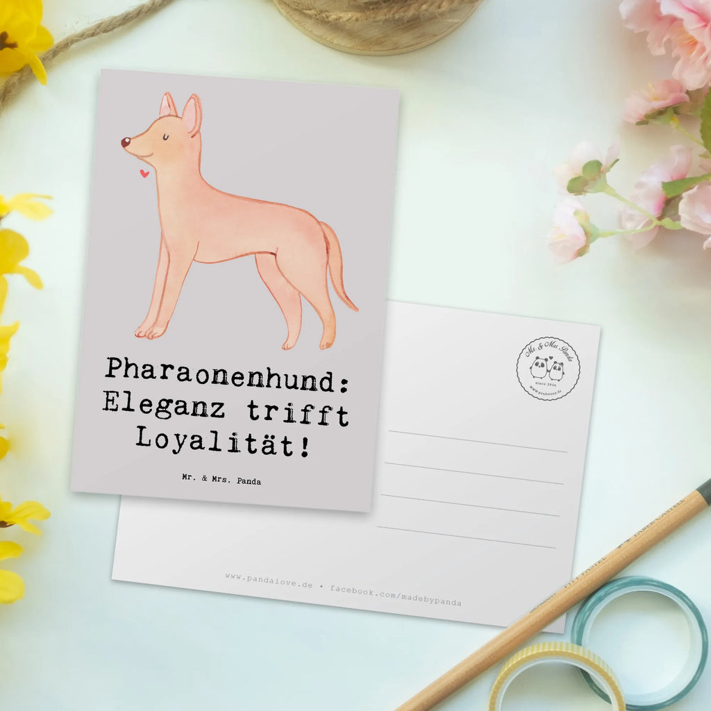 Postcard Pharaonenhund: Eleganz trifft Loyalität! Karte, Ansichtskarte, Geburtstagskarte, Grußkarte, Geschenkkarte, Postkarte, Dankeskarte, Ansichtskarten, Einladungskarten Geburtstag, Einladung, Einladung Geburtstag, Einladungskarte, Hund, Hunderasse, Rassehund, Hundebesitzer, Geschenk, Tierfreund, Schenken, Welpe
