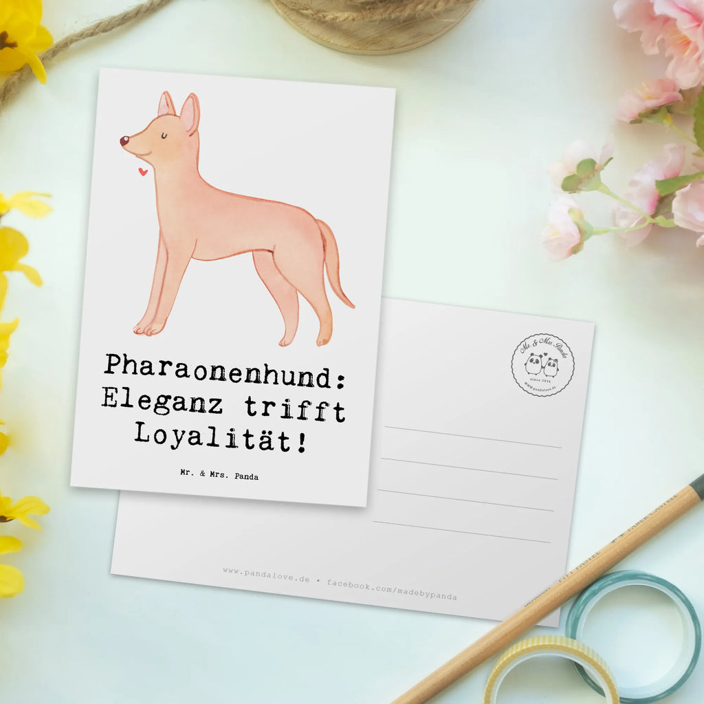 Postcard Pharaonenhund: Eleganz trifft Loyalität! Karte, Ansichtskarte, Geburtstagskarte, Grußkarte, Geschenkkarte, Postkarte, Dankeskarte, Ansichtskarten, Einladungskarten Geburtstag, Einladung, Einladung Geburtstag, Einladungskarte, Hund, Hunderasse, Rassehund, Hundebesitzer, Geschenk, Tierfreund, Schenken, Welpe