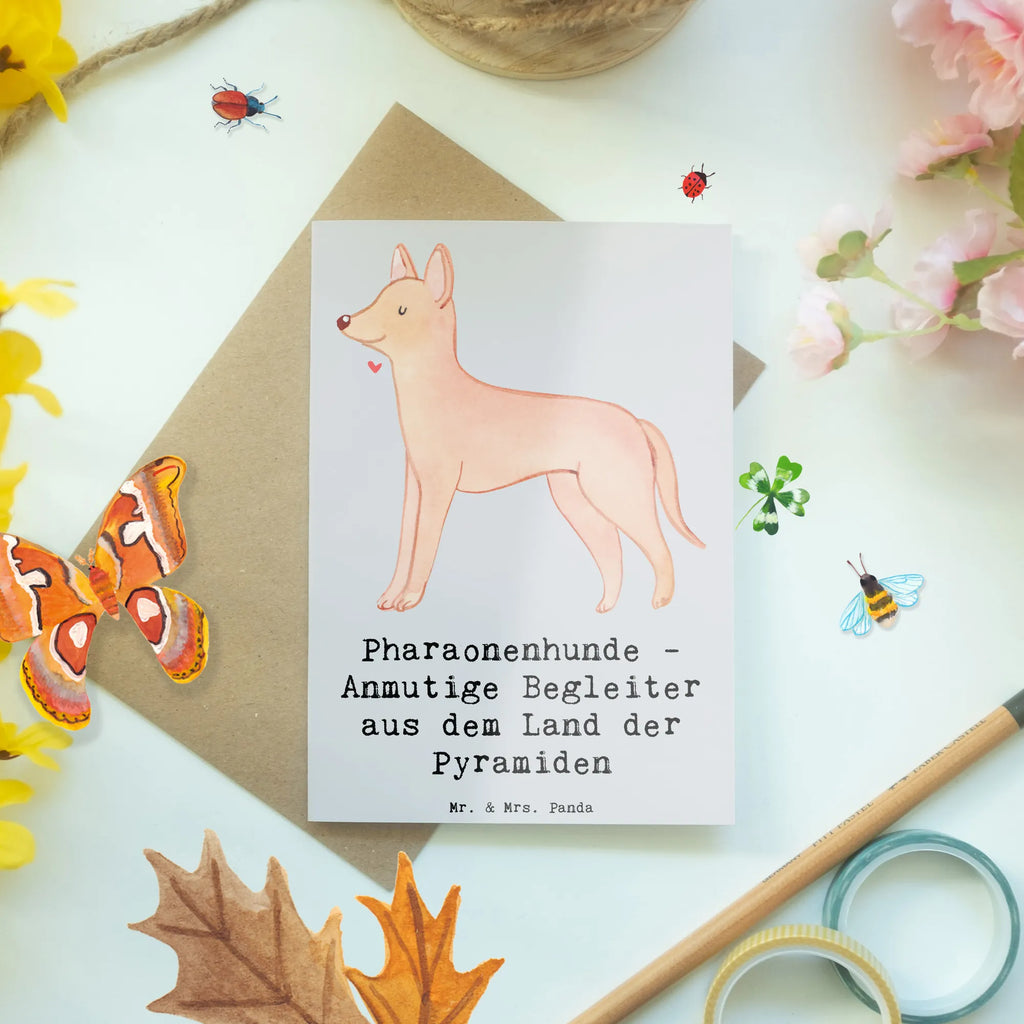 Greetings card Pharaonenhunde - Anmutige Begleiter aus dem Land der Pyramiden Geburtstagskarte, Karte, Hochzeitskarte, Glückwunschkarte, Einladungskarte, Klappkarte, Grußkarte, Ansichtskarten, Hund, Hunderasse, Rassehund, Hundebesitzer, Geschenk, Tierfreund, Schenken, Welpe
