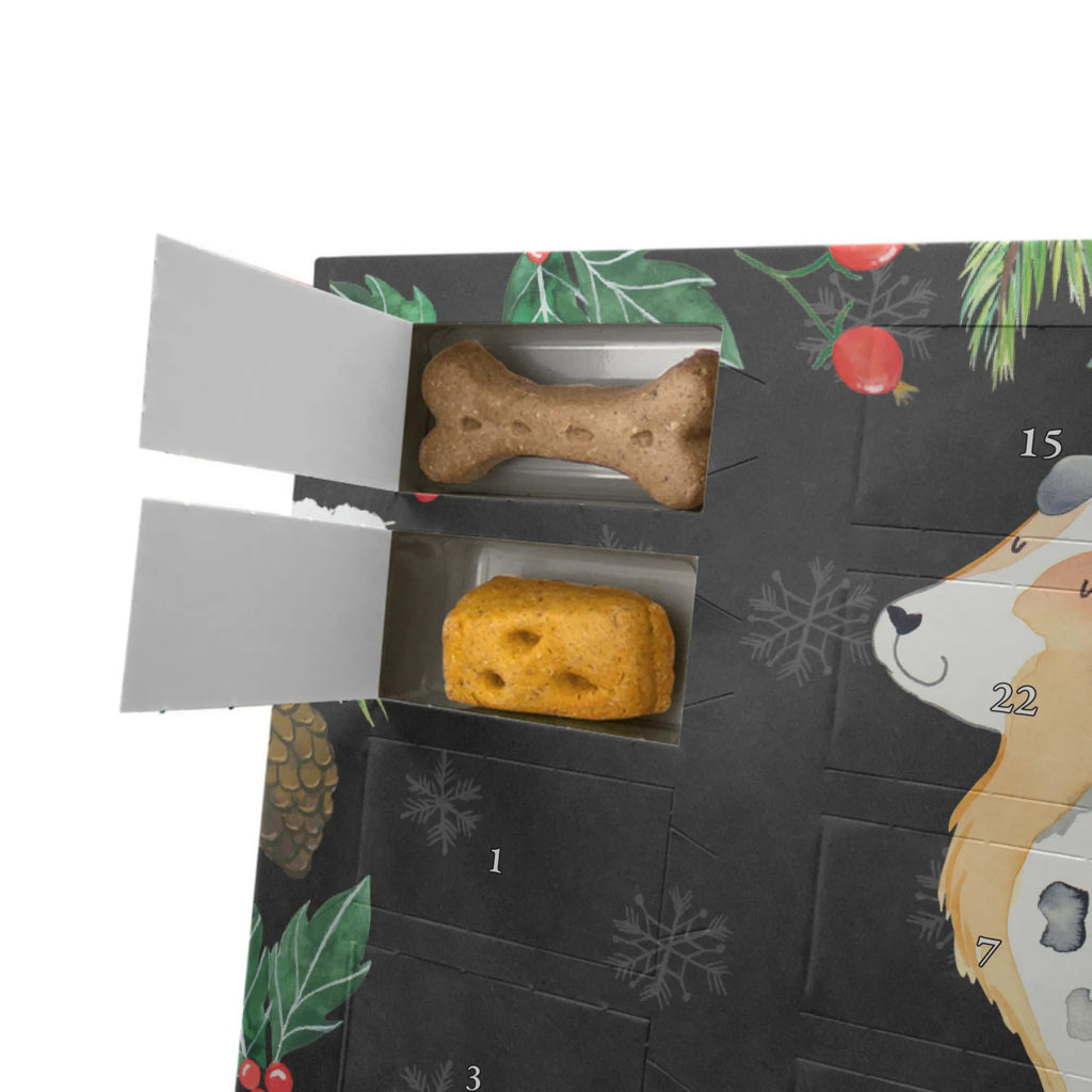  Pies Owczarek australijski Pies, właściciel psa, rasa psa, miłośnik zwierząt, zwierzę domowe, motyw psa, powiedzenia