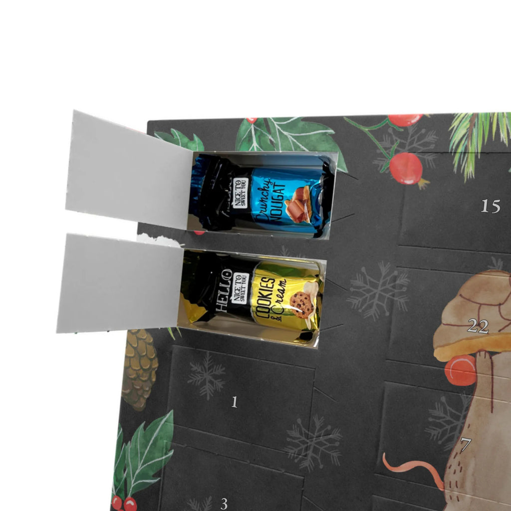  żółw mysz Skałka