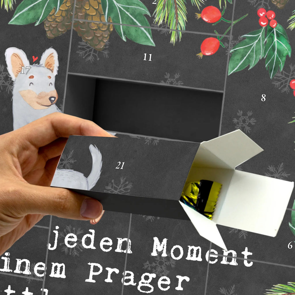 Fillable advent calendar Prague Rattler moment Advent calendar men, self filling, Advent calendar women, Advent calendar 2020, Advent calendar, Dog, dog breed, purebred dog, dog owner, gift, animal lover, giving, puppy