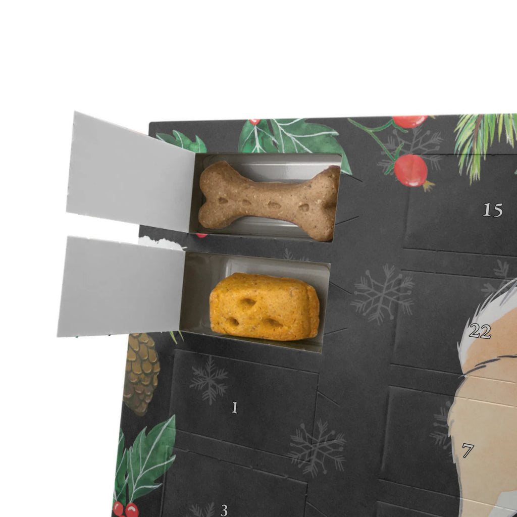  pies islandzki Chwila Pies, rasa psa, pies rasowy, właściciel psa, prezent, miłośnik zwierząt, dawanie, szczeniak