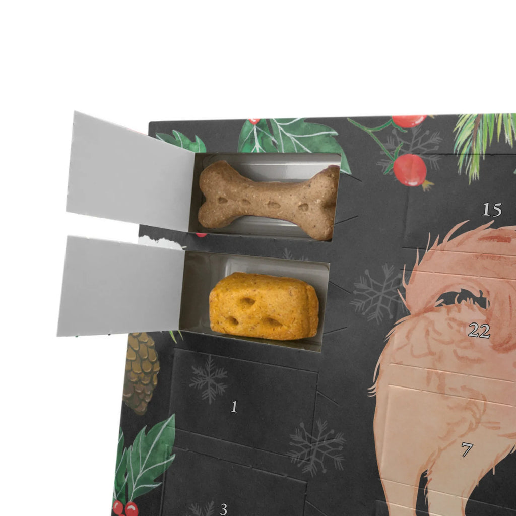  Cavapoo chwila Pies, rasa psa, pies rasowy, właściciel psa, prezent, miłośnik zwierząt, dawanie, szczeniak