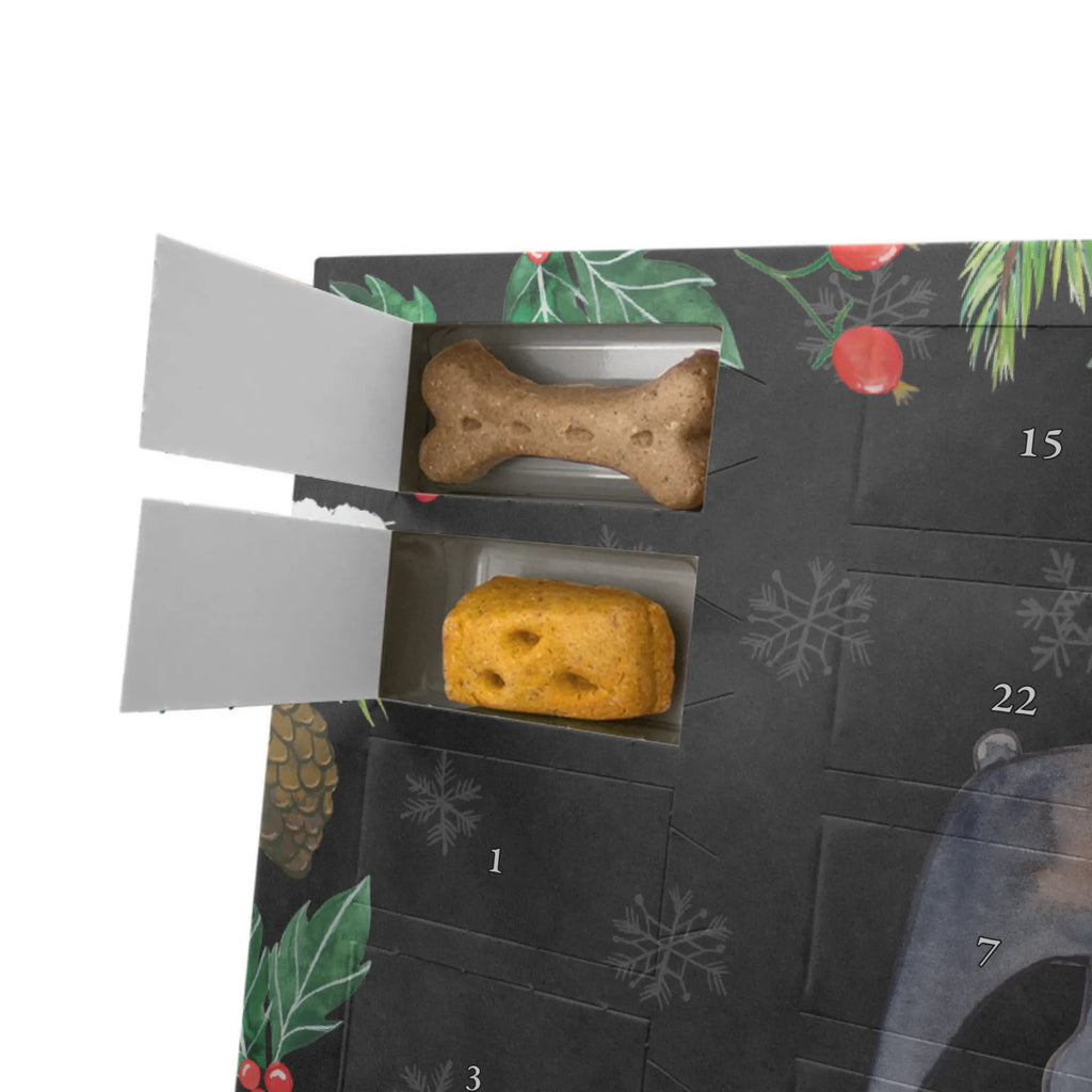  Bostoński terier Chwila Pies, rasa psa, pies rasowy, właściciel psa, prezent, miłośnik zwierząt, dawanie, szczeniak