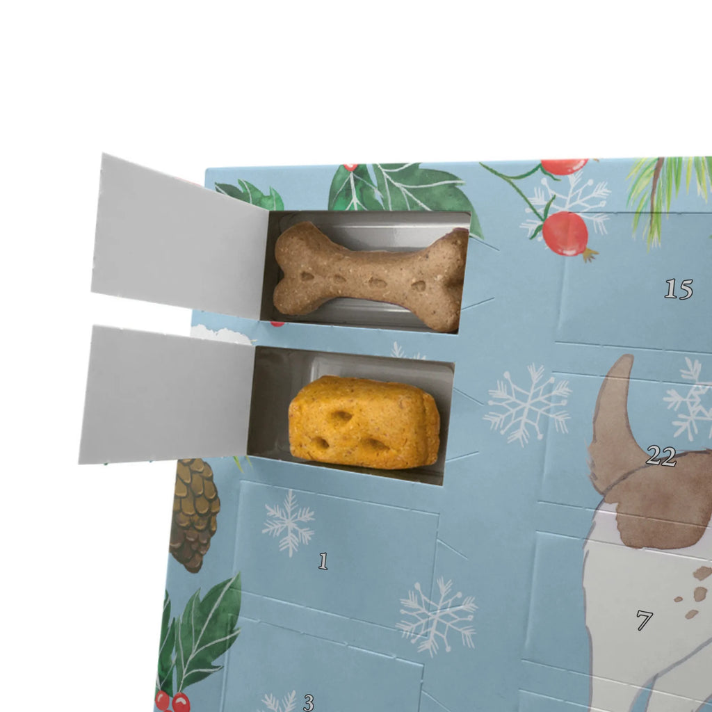 Dog advent calendar English Springer Spaniel Moment Christmas, Calendar, Dogs Advent Calendar, 2019, Pets, Christmas Calendar, Dog, dog breed, purebred dog, dog owner, gift, animal lover, giving, puppy