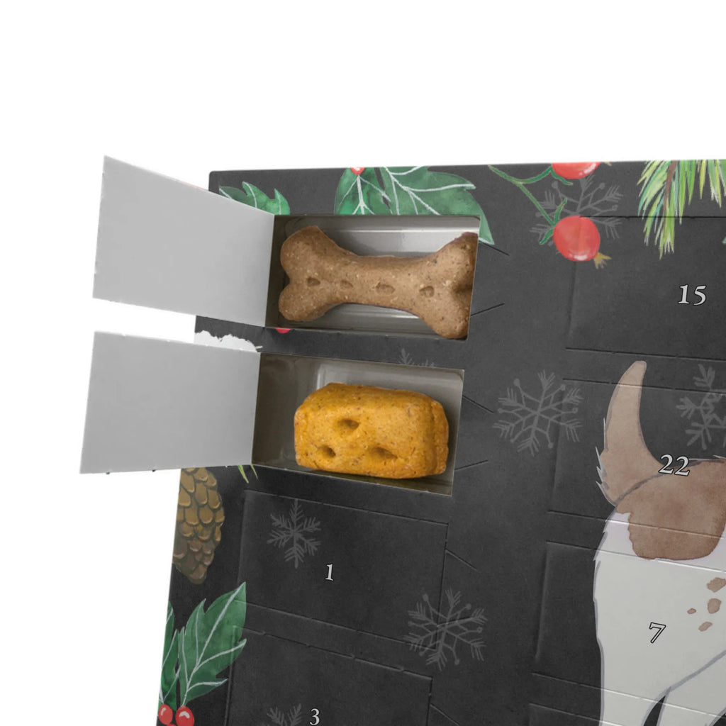 Dog advent calendar English Springer Spaniel Moment Christmas, Calendar, Dogs Advent Calendar, 2019, Pets, Christmas Calendar, Dog, dog breed, purebred dog, dog owner, gift, animal lover, giving, puppy