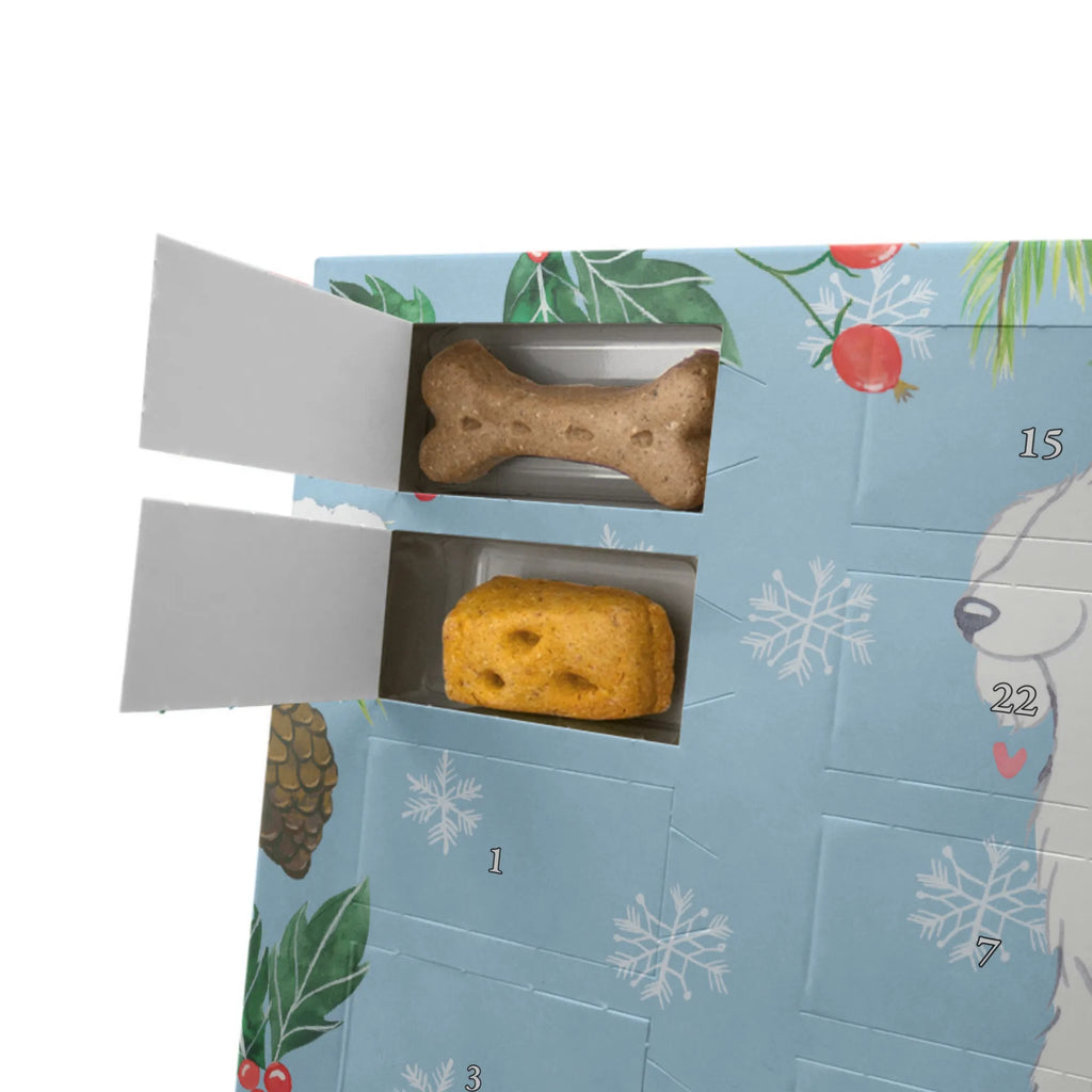 Bolończyk chwila Hunde Adventskalender, Weihnachtskalender, Adventskalender für Hunde, Kalender, Geschenk, Schenken, Hund, Hunderasse, Rassehund, Hundebesitzer, Tierfreund, Welpe, Bologneser