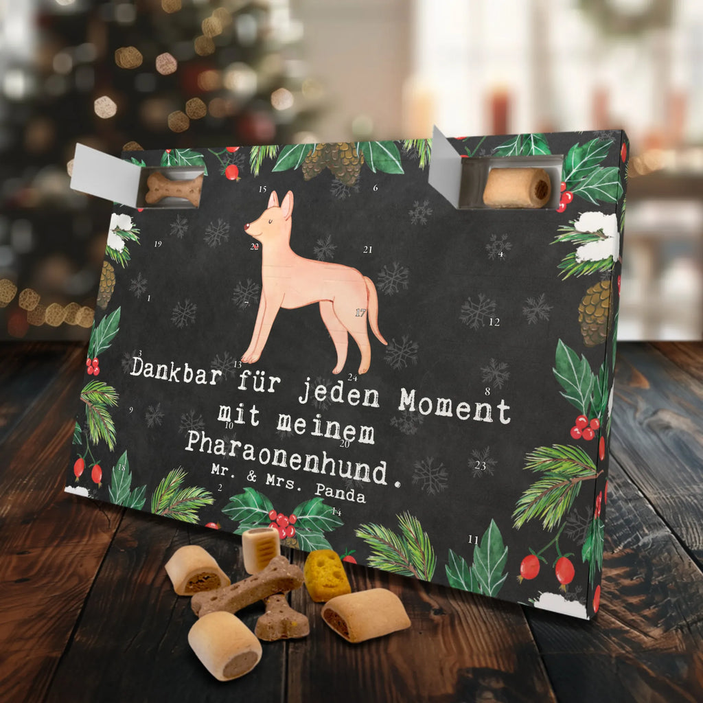Dog advent calendar Pharaoh Hound Moment Pets, Christmas, Calendar, 2019, Christmas Calendar, Dogs Advent Calendar, Dog, dog breed, purebred dog, dog owner, gift, animal lover, giving, puppy