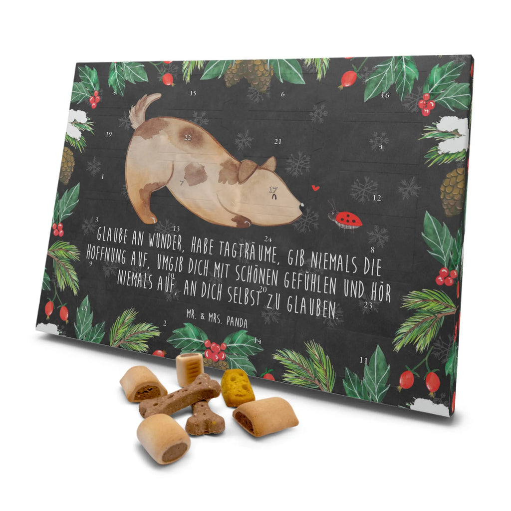 Dog advent calendar Dog ladybug Dogs Advent Calendar, Pets, dog breed, hound, bag with dog print, mutt, what do you give a dog lover, dog mama, Christmas gifts for dogs, dog decorative items, funny gifts for dog owners, dog sayings, love dogs, woof, love for dogs, gifts for dogs, Dog slogan, Mongrel dog, Dogs, Sayings, Ladybird, Mongrel