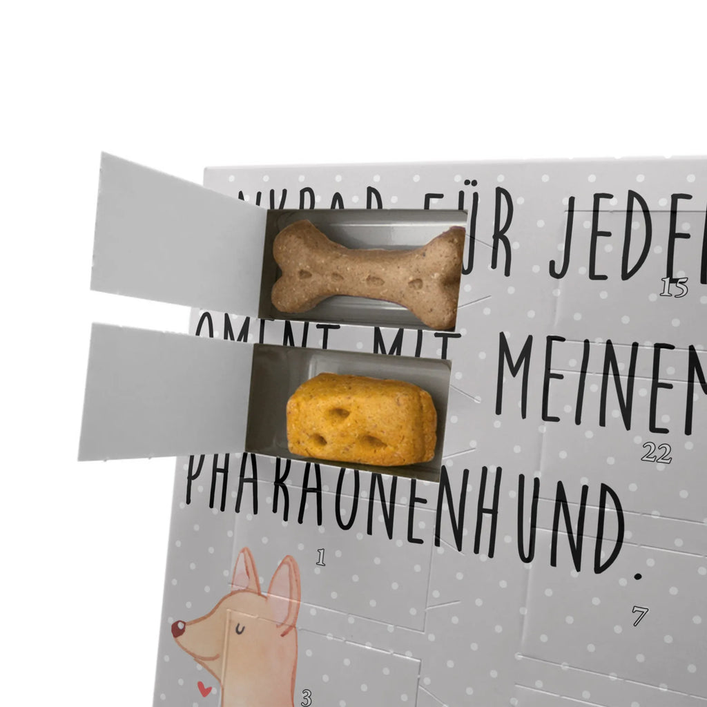 Personalisierter Hunde Foto Adventskalender Pharaonenhund Moment Personalisierter Hunde Foto Adventskalender, Geschenk, Schenken, Hund, Hunderasse, Rassehund, Hundebesitzer, Tierfreund, Welpe, Pharaoh Hound, Pharaonenhund, Kelb Tal-Fenek
