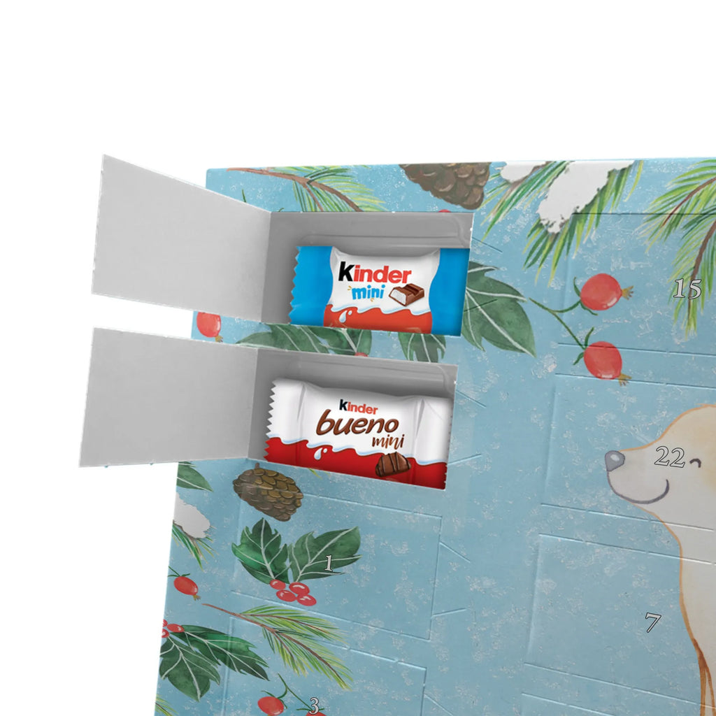  Golden Retriever chwila dawanie, prezent, Pies, rasa psa, pies rasowy, właściciel psa, miłośnik zwierząt, szczeniak