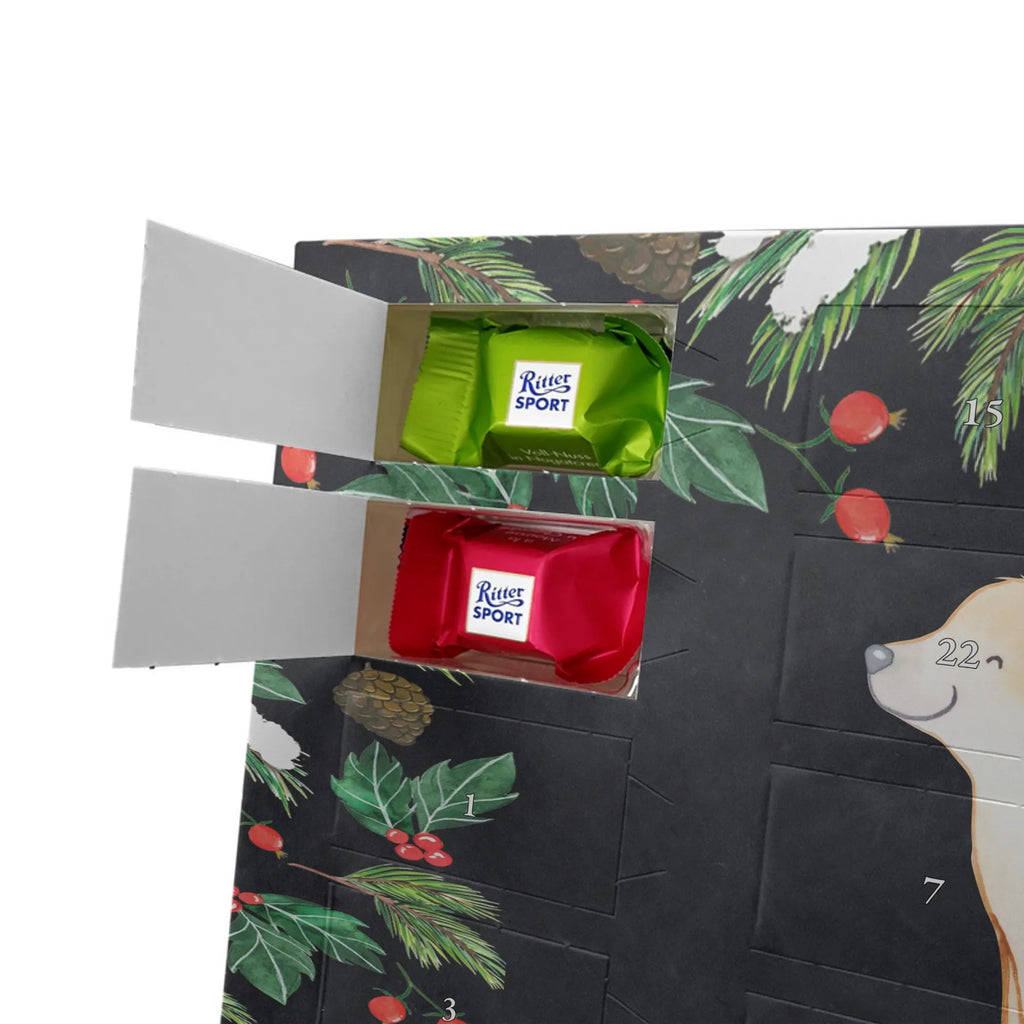  Golden Retriever chwila dawanie, prezent, Pies, rasa psa, pies rasowy, właściciel psa, miłośnik zwierząt, szczeniak