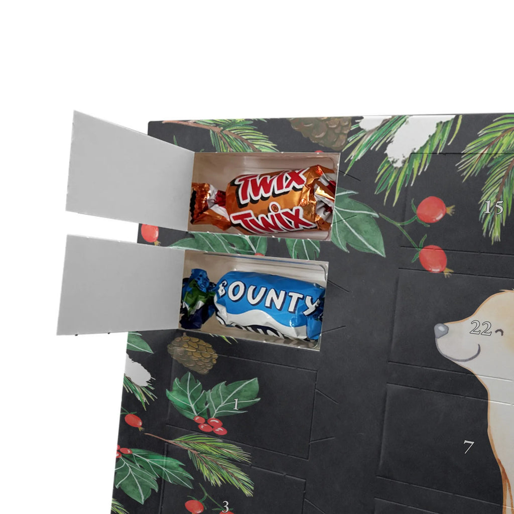  Golden Retriever chwila dawanie, prezent, Pies, rasa psa, pies rasowy, właściciel psa, miłośnik zwierząt, szczeniak