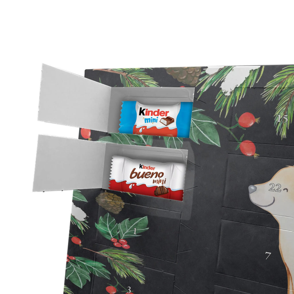  Golden Retriever chwila dawanie, prezent, Pies, rasa psa, pies rasowy, właściciel psa, miłośnik zwierząt, szczeniak