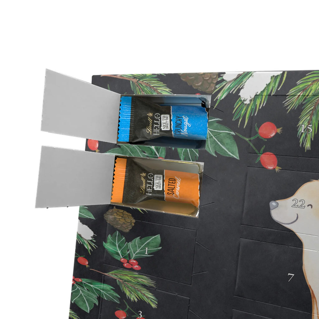  Golden Retriever chwila dawanie, prezent, Pies, rasa psa, pies rasowy, właściciel psa, miłośnik zwierząt, szczeniak