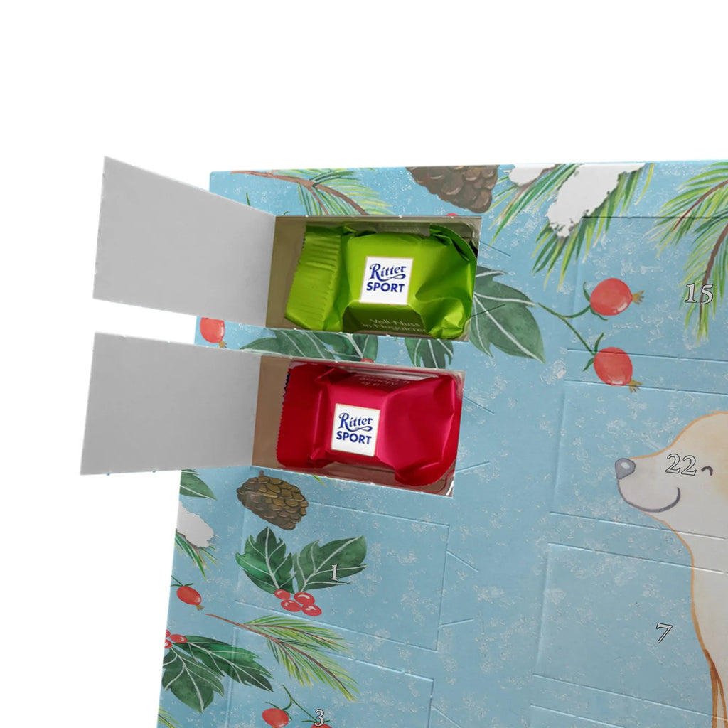  Golden Retriever chwila dawanie, prezent, Pies, rasa psa, pies rasowy, właściciel psa, miłośnik zwierząt, szczeniak