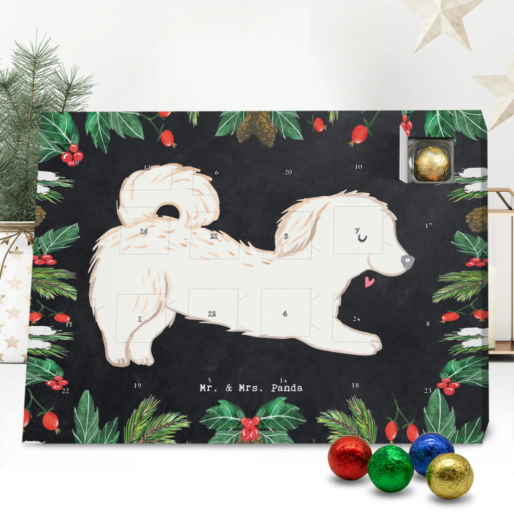 Chocolate advent calendar Maltipoo Moment puppy, dog owner, purebred dog, dog breed, giving, animal lover, gift