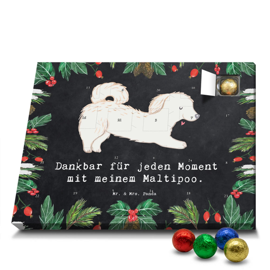 Chocolate advent calendar Maltipoo Moment puppy, dog owner, purebred dog, dog breed, giving, animal lover, gift