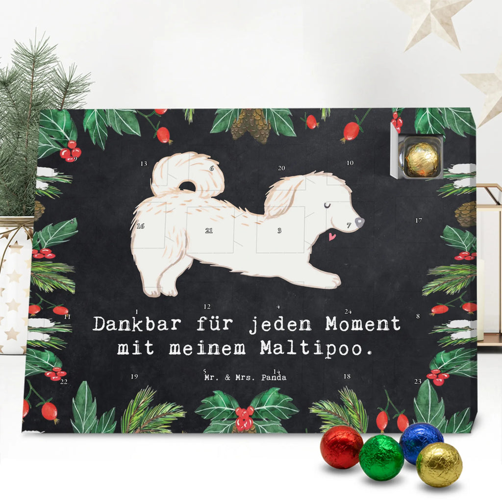 Chocolate advent calendar Maltipoo Moment puppy, dog owner, purebred dog, dog breed, giving, animal lover, gift