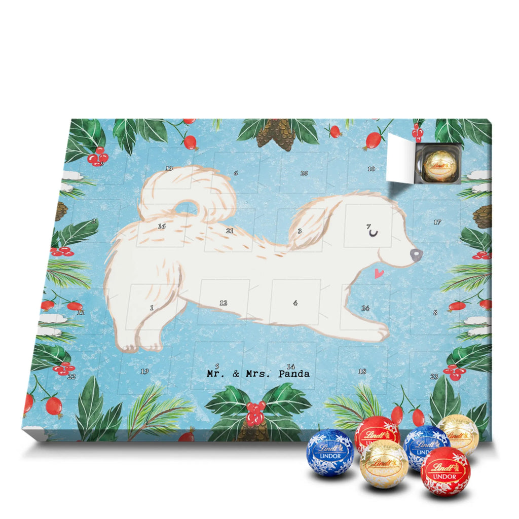 Chocolate advent calendar Maltipoo Moment puppy, dog owner, purebred dog, dog breed, giving, animal lover, gift