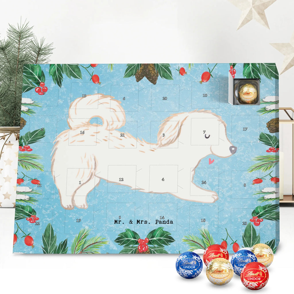 Chocolate advent calendar Maltipoo Moment puppy, dog owner, purebred dog, dog breed, giving, animal lover, gift