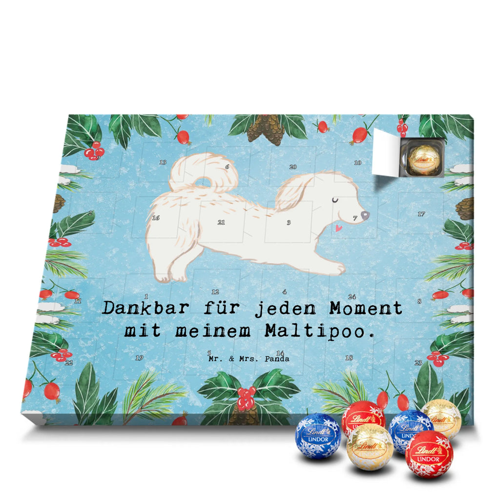 Chocolate advent calendar Maltipoo Moment puppy, dog owner, purebred dog, dog breed, giving, animal lover, gift