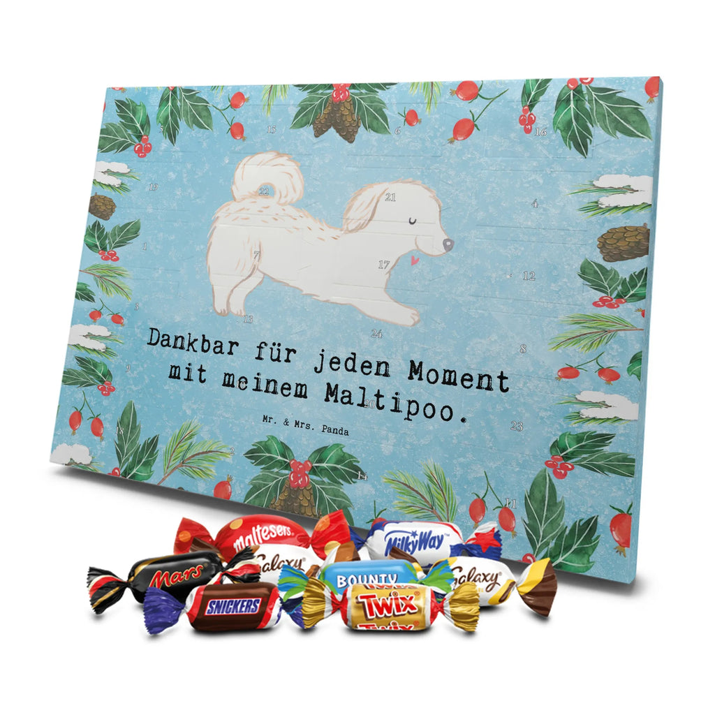 Chocolate advent calendar Maltipoo Moment puppy, dog owner, purebred dog, dog breed, giving, animal lover, gift