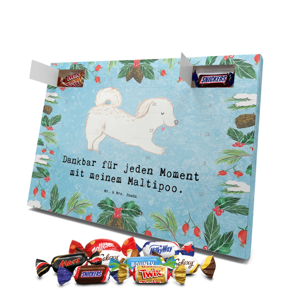 Chocolate advent calendar Maltipoo Moment puppy, dog owner, purebred dog, dog breed, giving, animal lover, gift