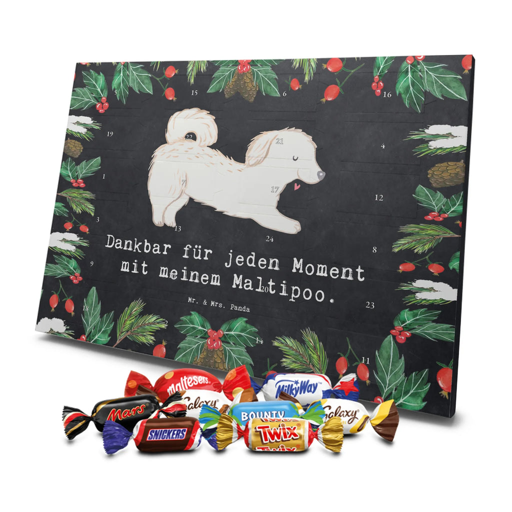 Chocolate advent calendar Maltipoo Moment puppy, dog owner, purebred dog, dog breed, giving, animal lover, gift
