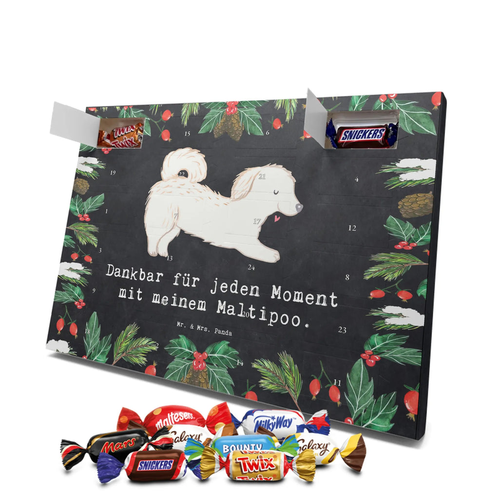 Chocolate advent calendar Maltipoo Moment puppy, dog owner, purebred dog, dog breed, giving, animal lover, gift