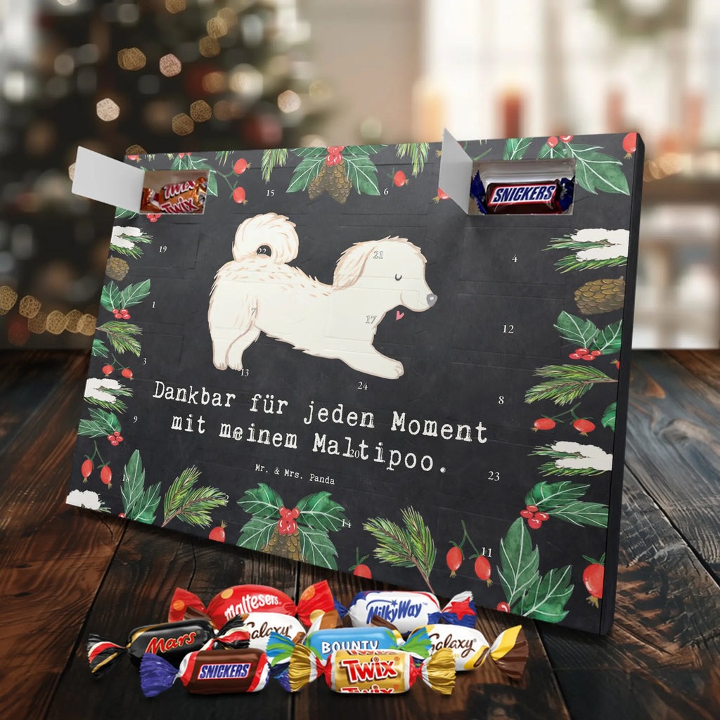 Chocolate advent calendar Maltipoo Moment puppy, dog owner, purebred dog, dog breed, giving, animal lover, gift