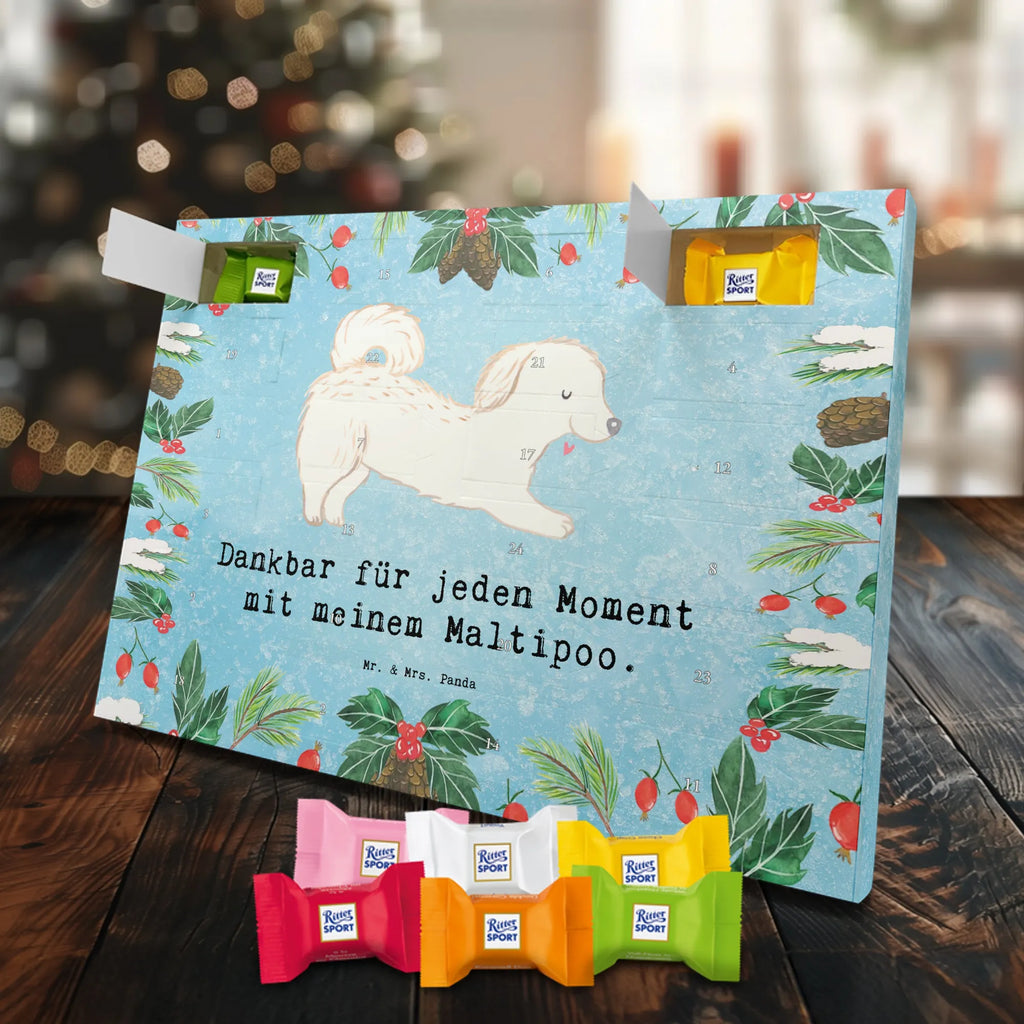 Chocolate advent calendar Maltipoo Moment puppy, dog owner, purebred dog, dog breed, giving, animal lover, gift