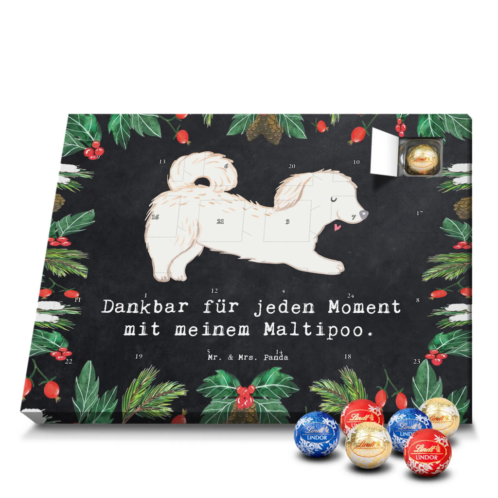 Chocolate advent calendar Maltipoo Moment puppy, dog owner, purebred dog, dog breed, giving, animal lover, gift