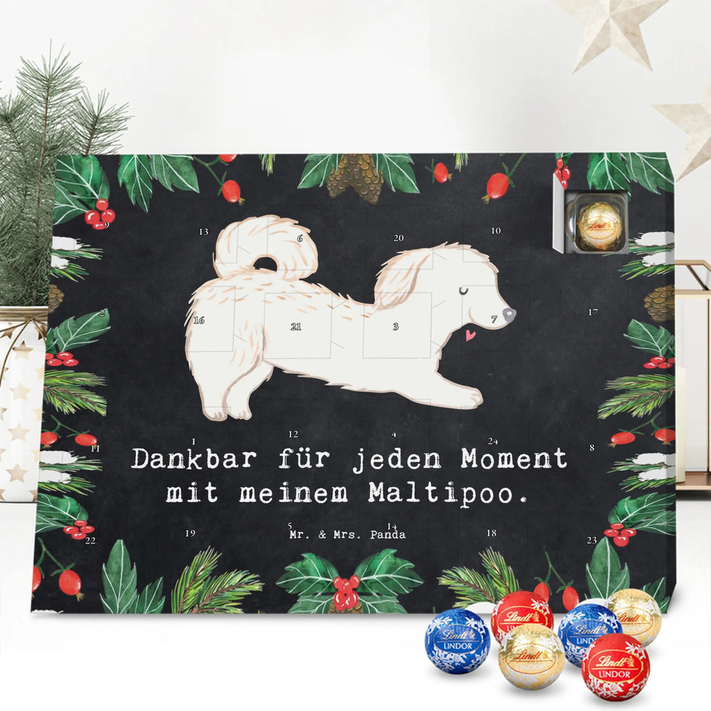 Chocolate advent calendar Maltipoo Moment puppy, dog owner, purebred dog, dog breed, giving, animal lover, gift