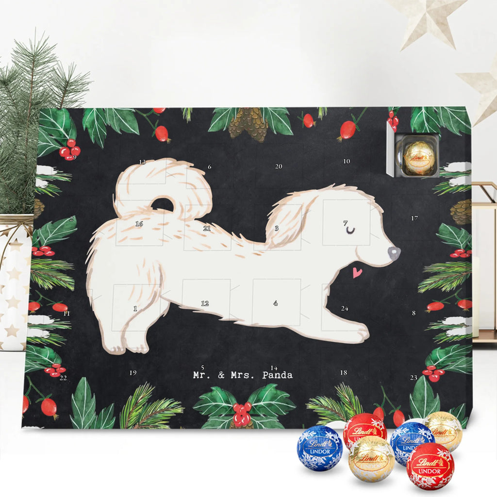 Chocolate advent calendar Maltipoo Moment puppy, dog owner, purebred dog, dog breed, giving, animal lover, gift