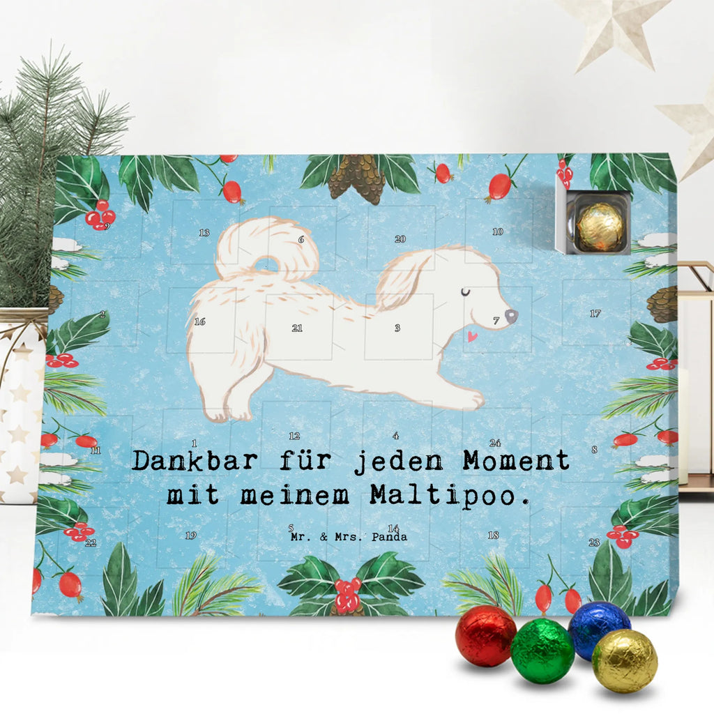 Chocolate advent calendar Maltipoo Moment puppy, dog owner, purebred dog, dog breed, giving, animal lover, gift