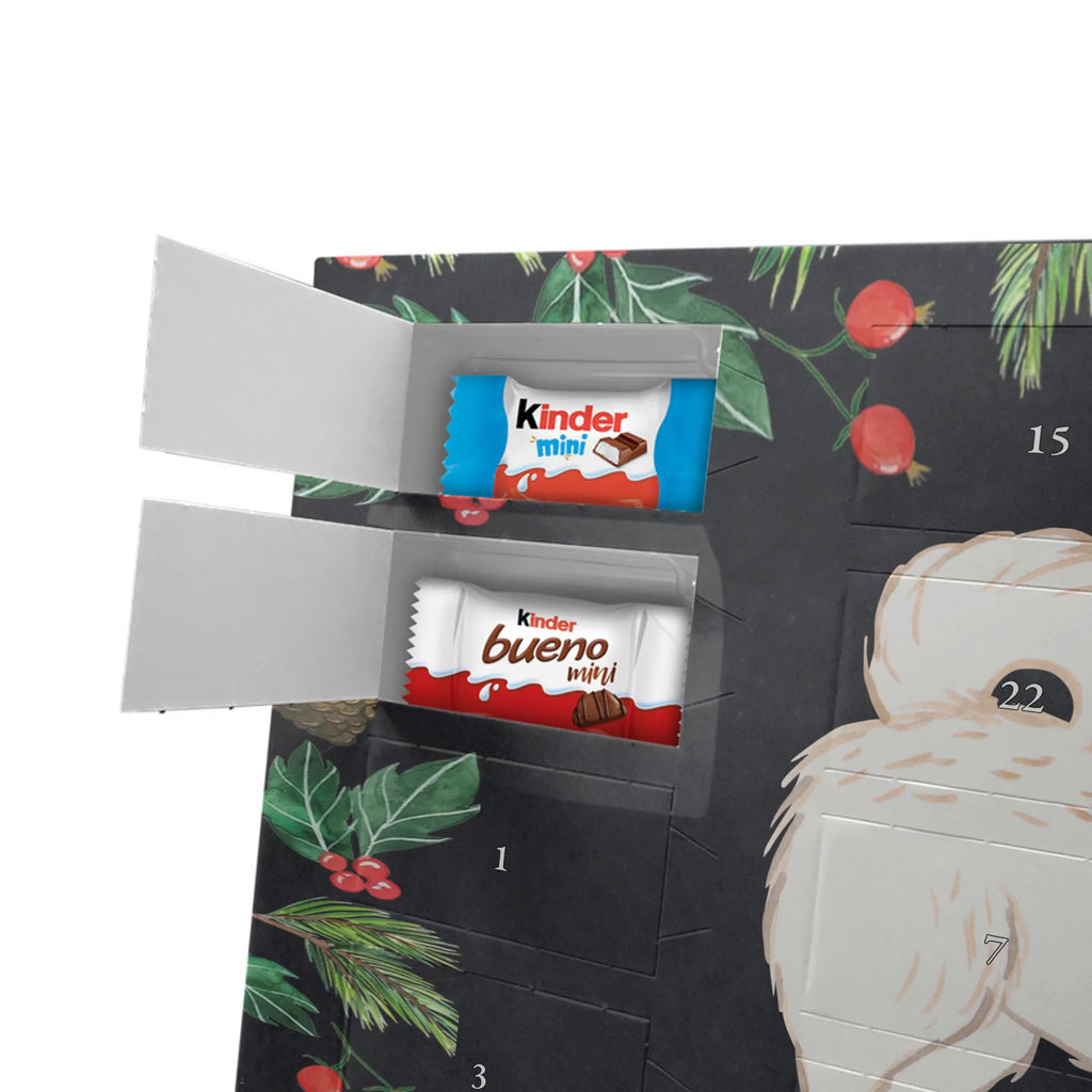 Chocolate advent calendar Maltipoo Moment puppy, dog owner, purebred dog, dog breed, giving, animal lover, gift