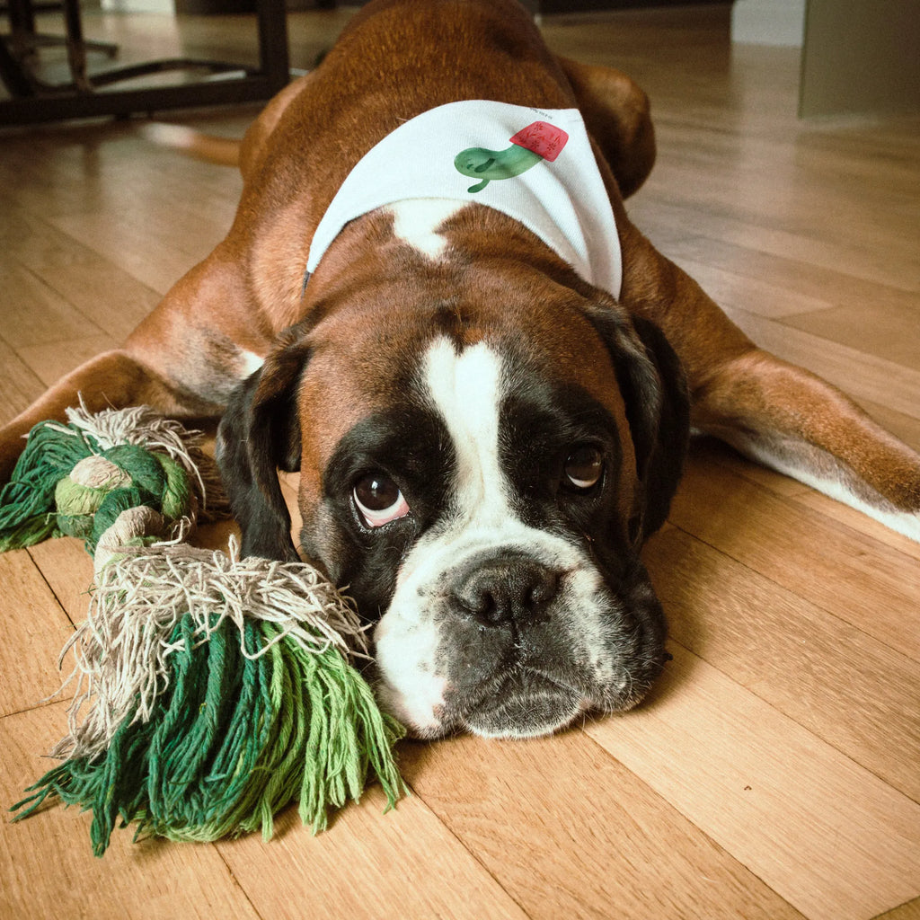 Dog neckerchief cactus mummy Tuch, Kleine Hunde, Halstuch, Hundehalstuch, Hunde, Kaktus, Kakteen, Schule, Quote, Motivation, Büroalltag, Kaktusliebe, Ärger, Büro